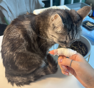 고양이한테 물렸을 때 병원