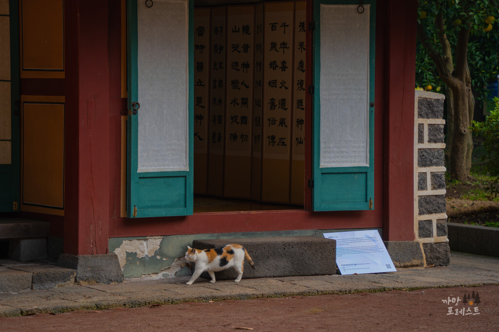 제주 삼성혈 고양이