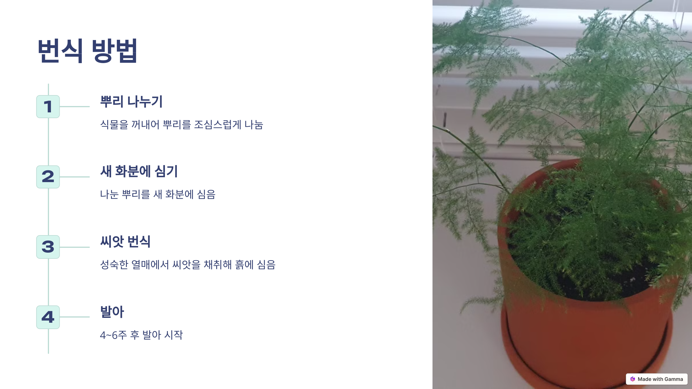 아스파라거스 나누스