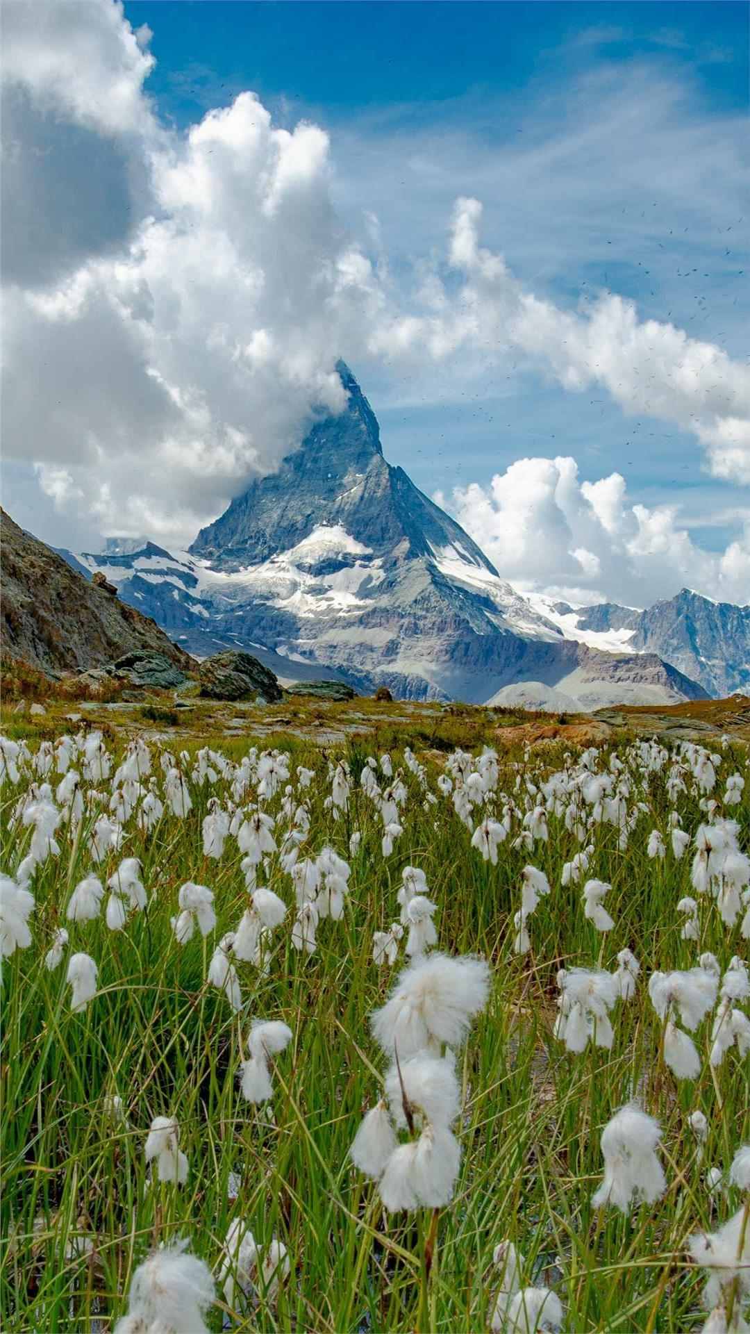 Flower wallpaper