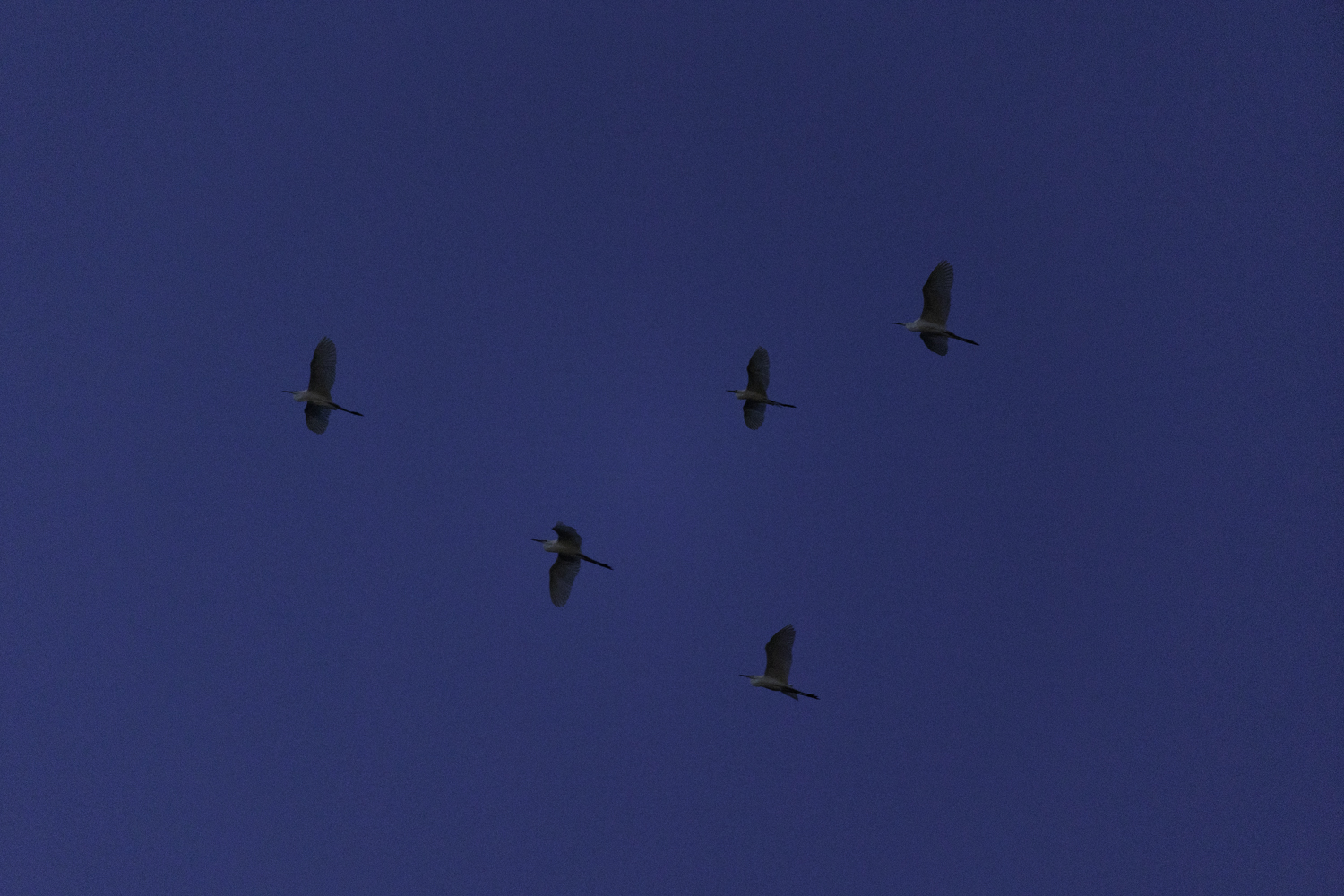 tnf100korea
tnf100gangwon
노스페이스 트레일러닝대회
선자령 트레일러닝