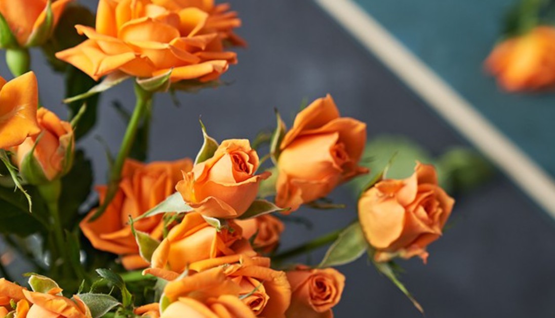 장미꽃 색깔별 꽃말&amp;선물