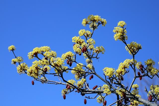 구례 산수유축제