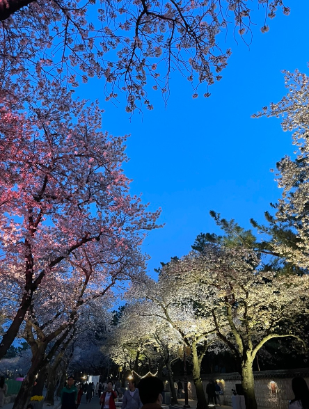 경주 벚꽃축제3
