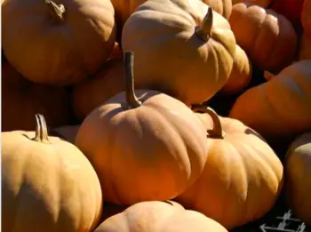 가을 제철 음식 늙은 호박 효능 및 영양성분