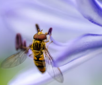 말벌에 쏘였을 때 응급처치, 말벌 퇴치법, 말벌퇴치비용, 말벌퇴치제