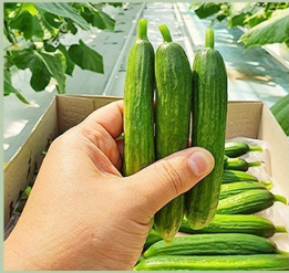 호평농장 미니오이