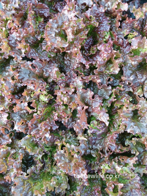 Close-up of curly red lettuce with dense, frilly leaves in deep red and green shades-깊은 붉은빛과 녹색이 조화를 이루는 잎이 촘촘히 자란 곱슬 적상추의 클로즈업 이미지