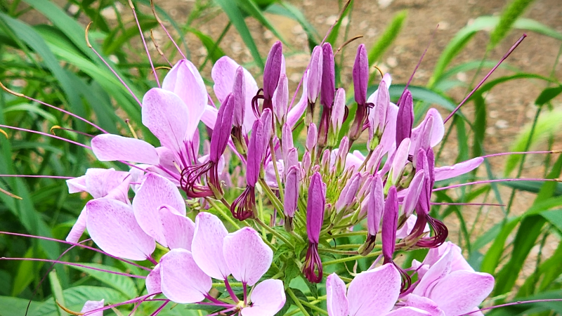풍접초(風蝶草),족두리꽃, 백화채, 양각채