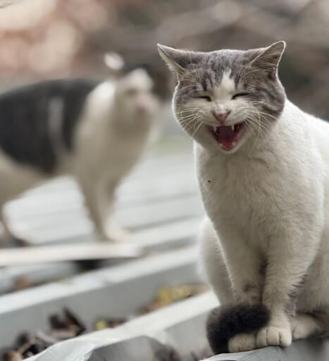 고양이 나이 들면서 목소리가 변하는 이유