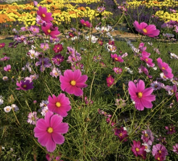 태안 코리아플라워파크 축제