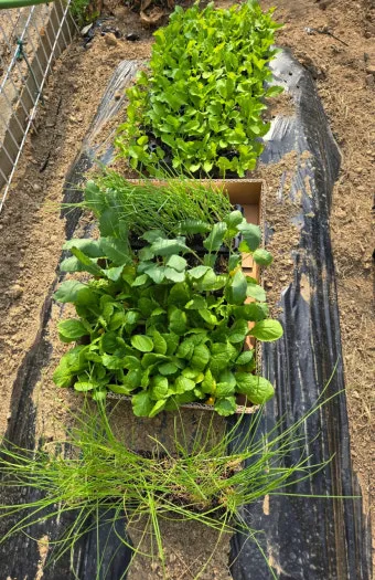 가을 텃밭 작물 추천 상추 열무 시금치 쌈채소 재배법_17