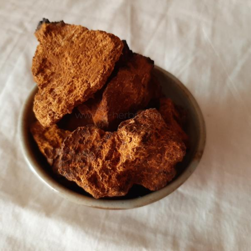 차가버섯