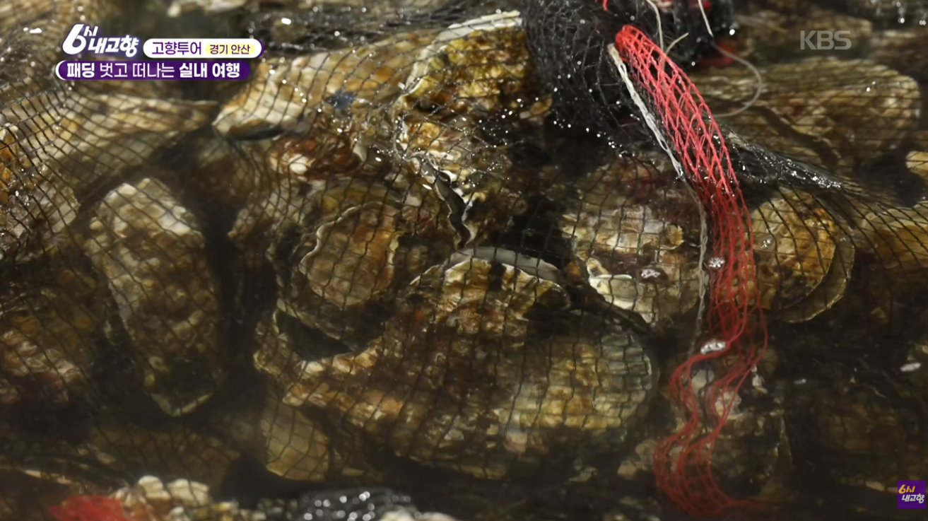 6시 내고향 안산 굴구이