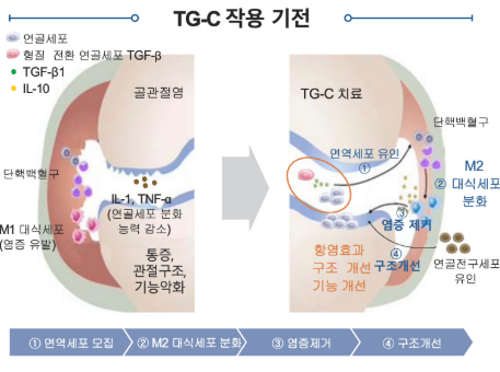 코오롱티슈진 주가 전망 급등 최신&amp;#44; 미국 임상 3상 기대와 주가 상승