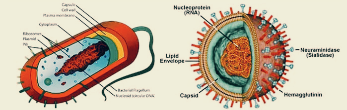 세균과 바이러스 의 차이