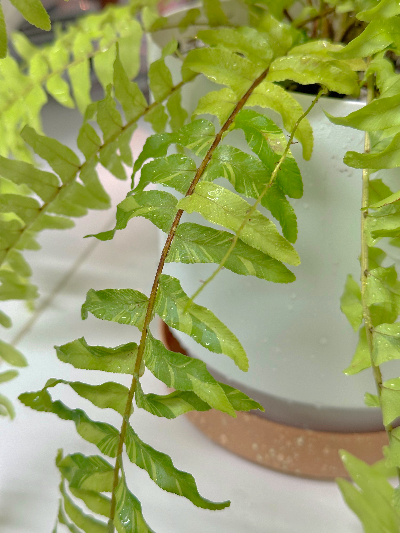 무늬보스턴고사리 물주기