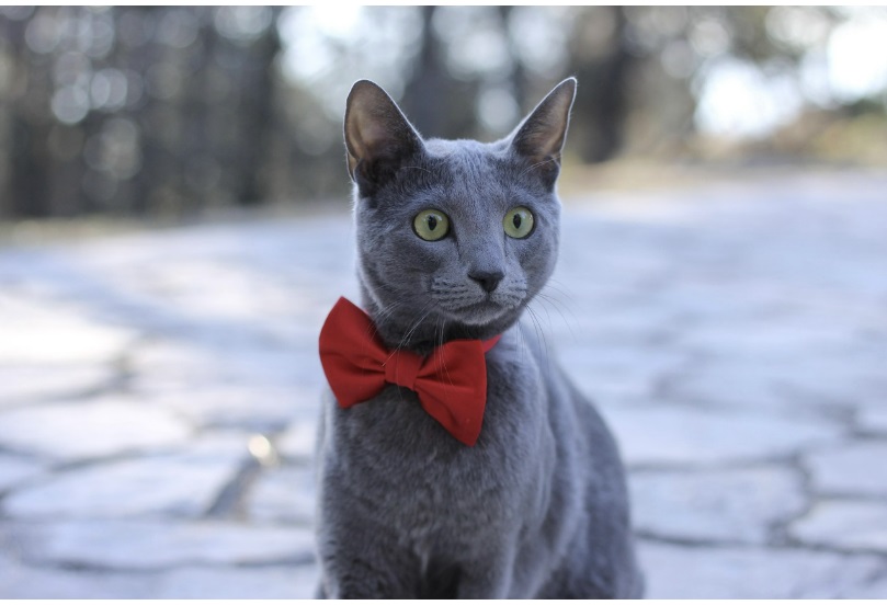 반려동물인 고양이의 모습