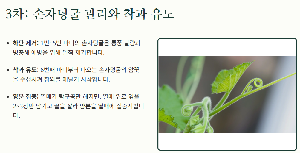 참외 순치기 방법