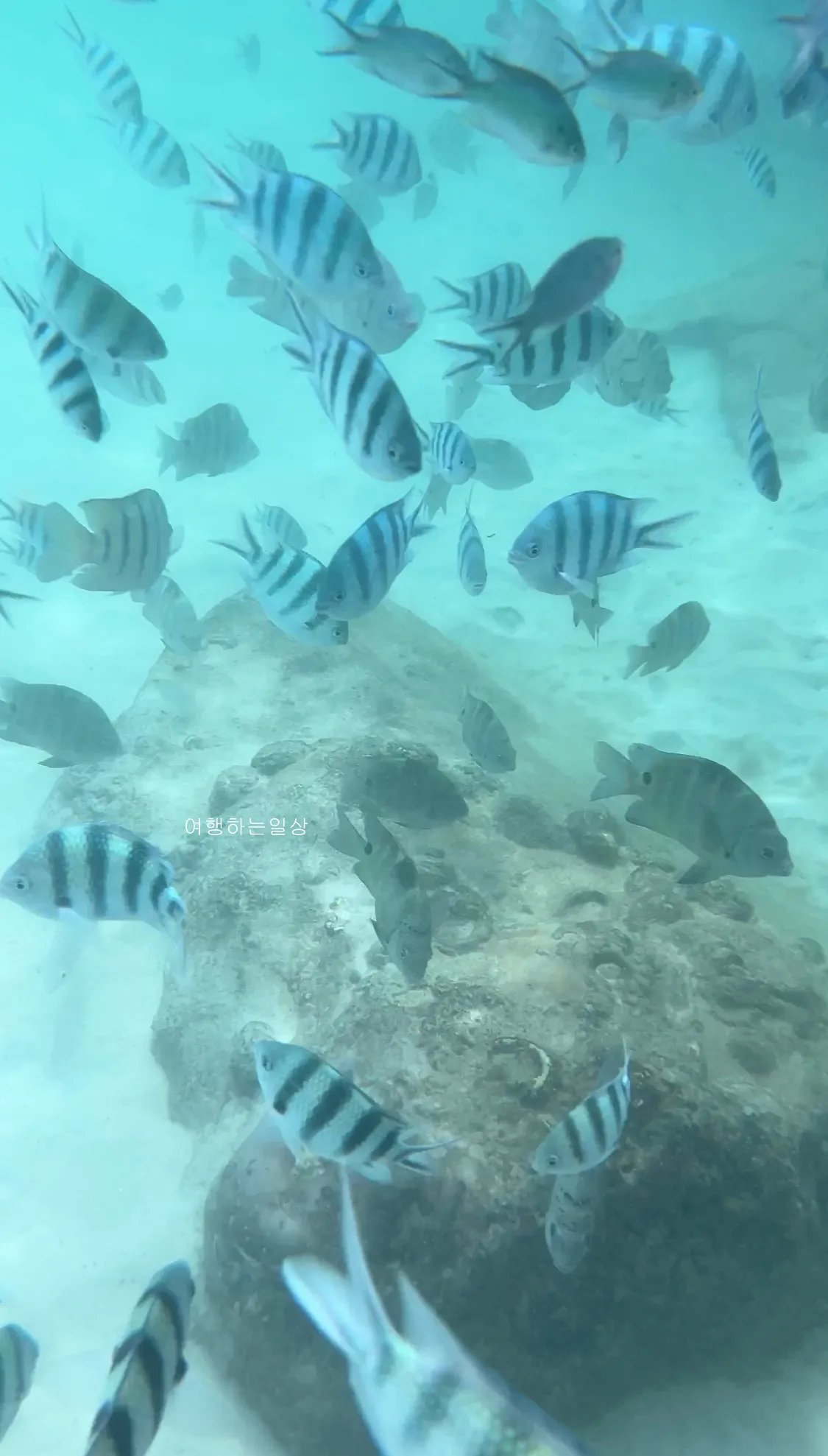 10월-부모님-모시고-나트랑-여행-아미아나리조트-프라이빗비치-스노클링-추천,물고기-먹이,수영복-꿀팁