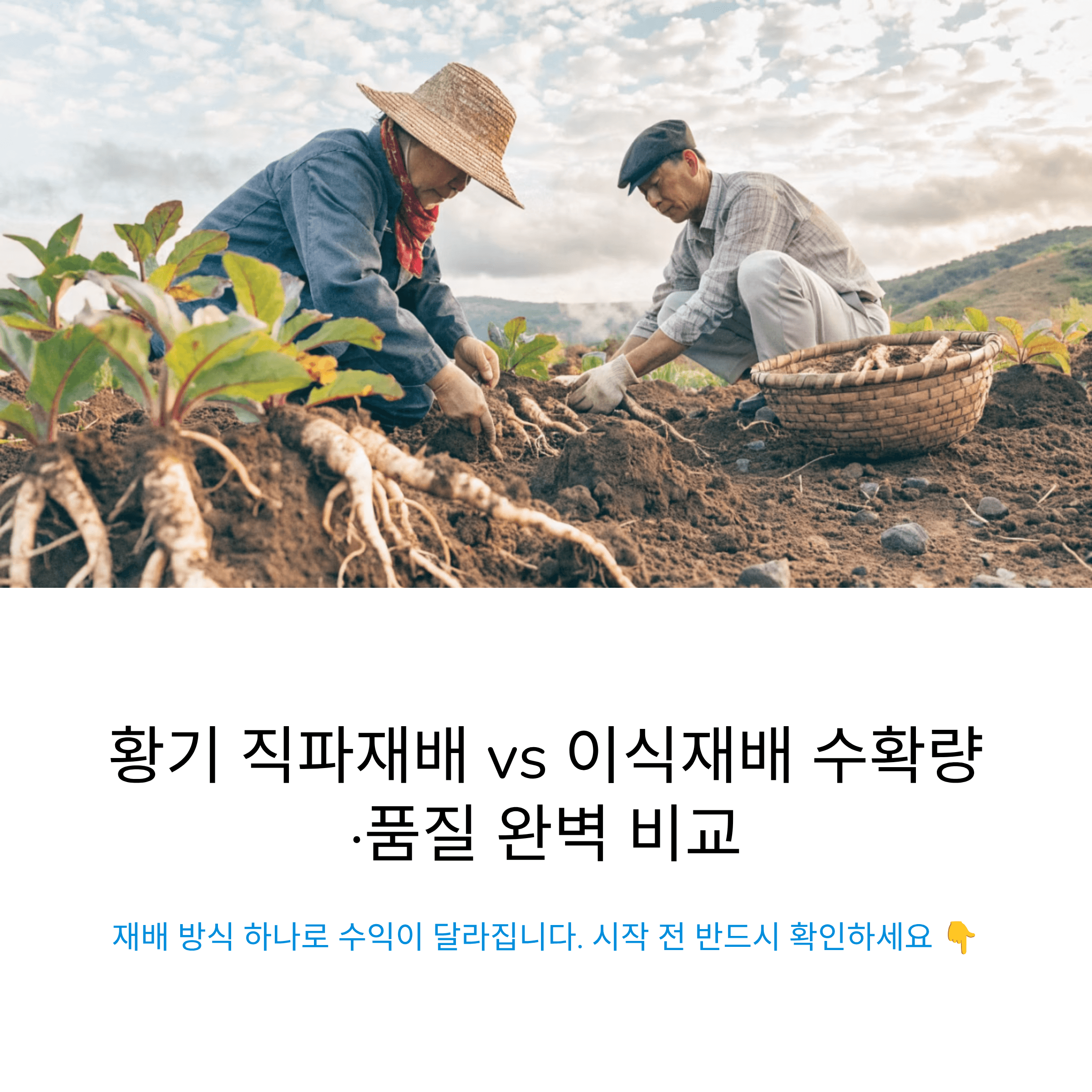 황기 재배를 시작하기 전에 반드시 알아야 할 직파재배와 이식재배의 수확량 품질 차이 총정리