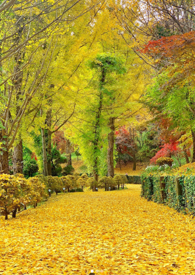 베어트리파크 단풍축제 기간 입장료 할인받기
