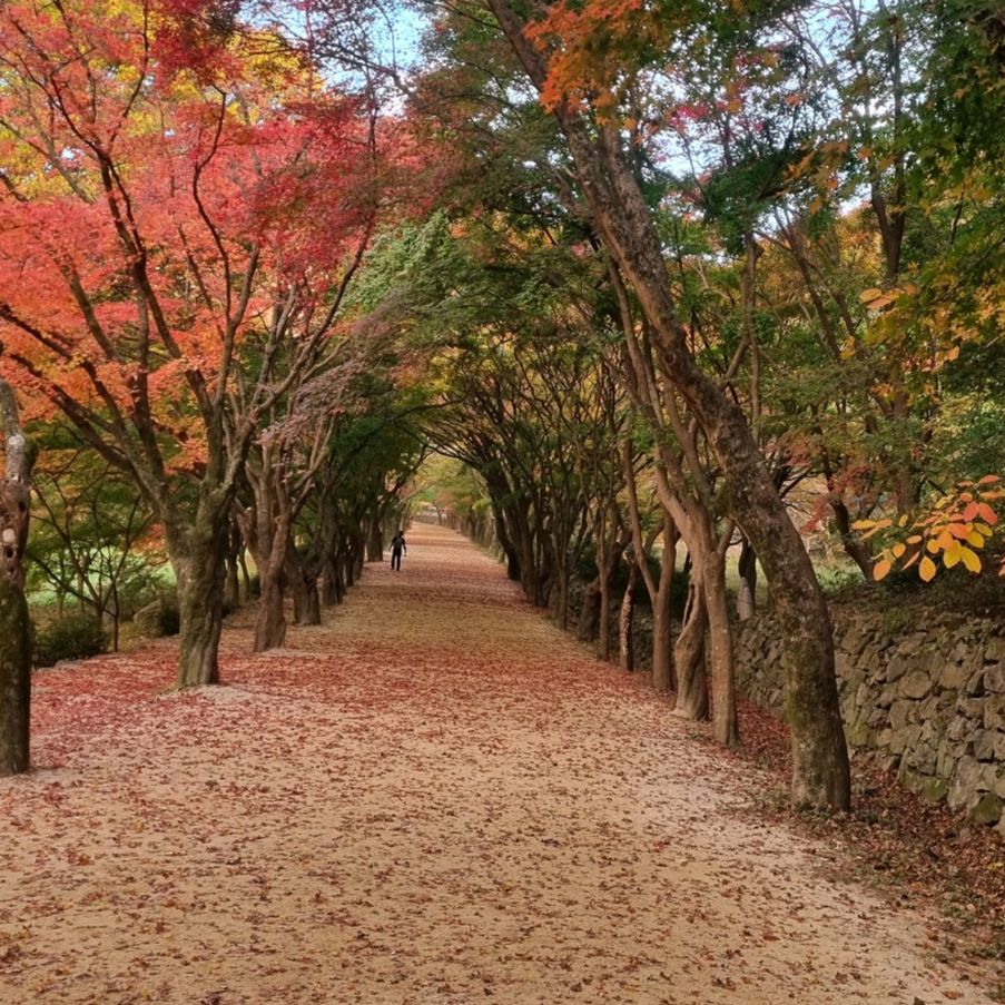 내장산단풍터널