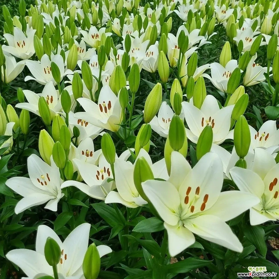 백합 재배 비늘줄기 분주 일조량 관리 절화 수확_1