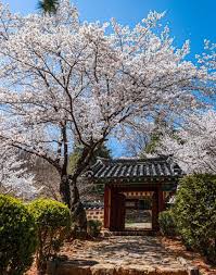 서울 벚꽃 명소