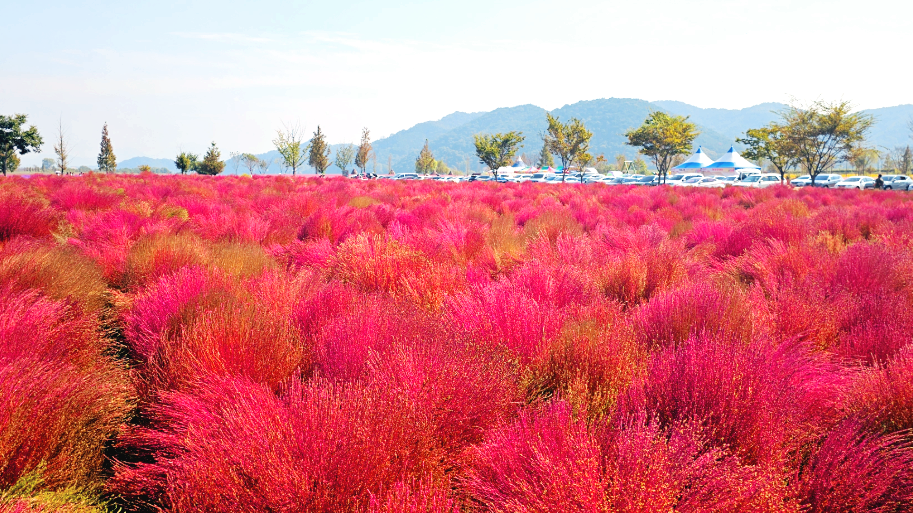 의령 친수공원 댑싸리