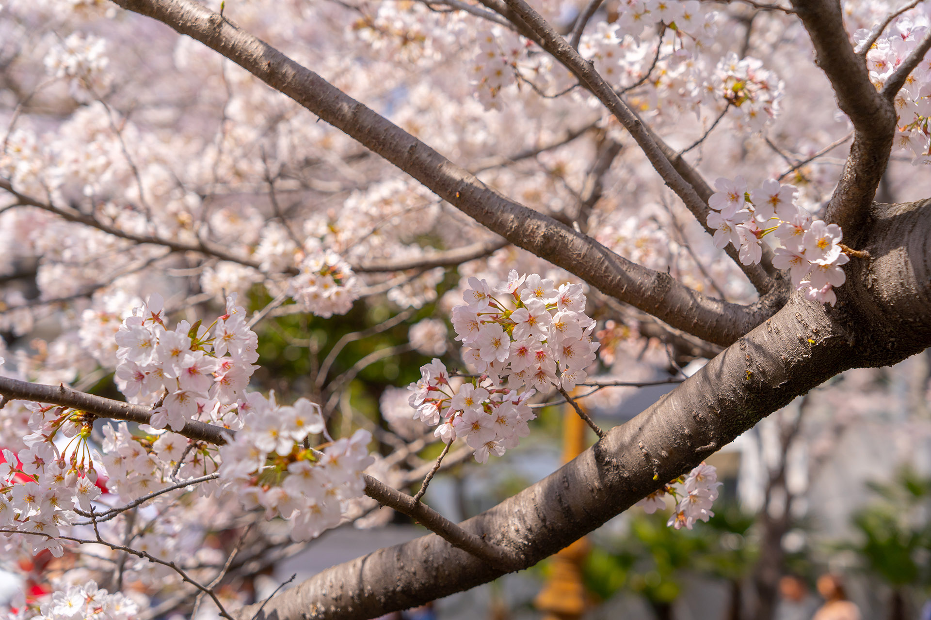 진해 여좌천 벚꽃