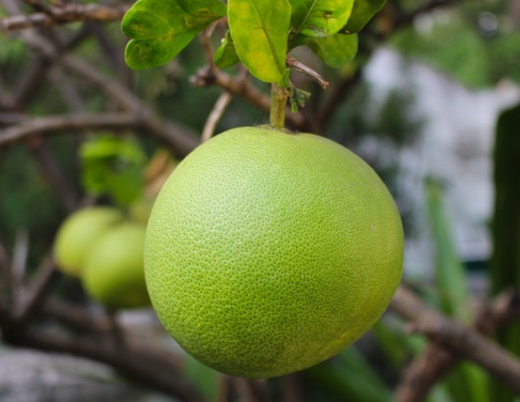 6시내고향 포멜로 효능과 부작용