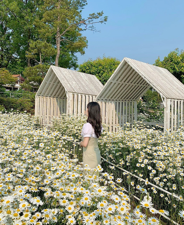 전국-샤스타데이지-명소-부안-변산