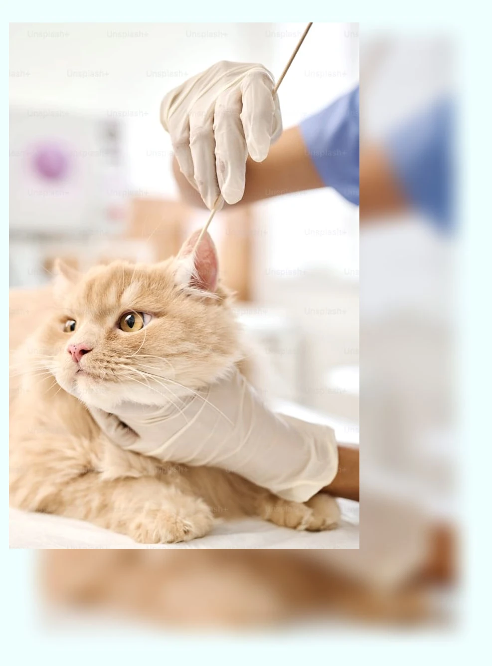 고양이 예방접종_3_subsection