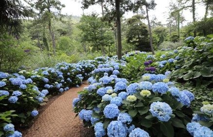 전라도 수국명소 추천 7곳, 수국이 만개한 아름다운 여름을 걷다