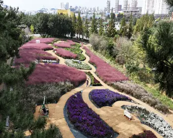 익산 천만송이 국화축제_5