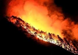 산불 피해 보상과 실시간 정보 확인 