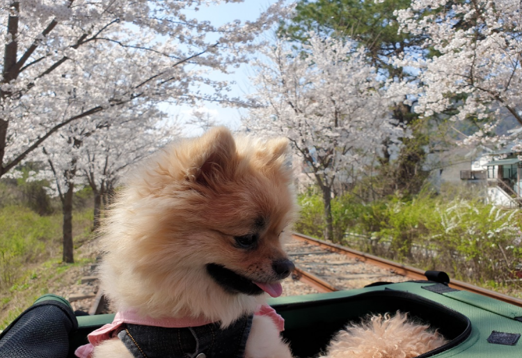 경강 레일바이크