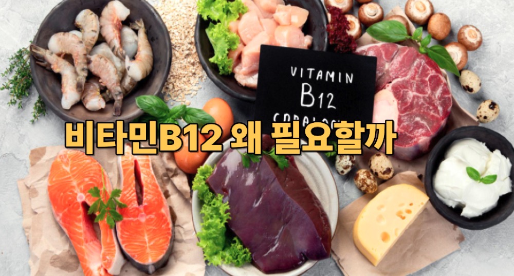 비타민b12 효능