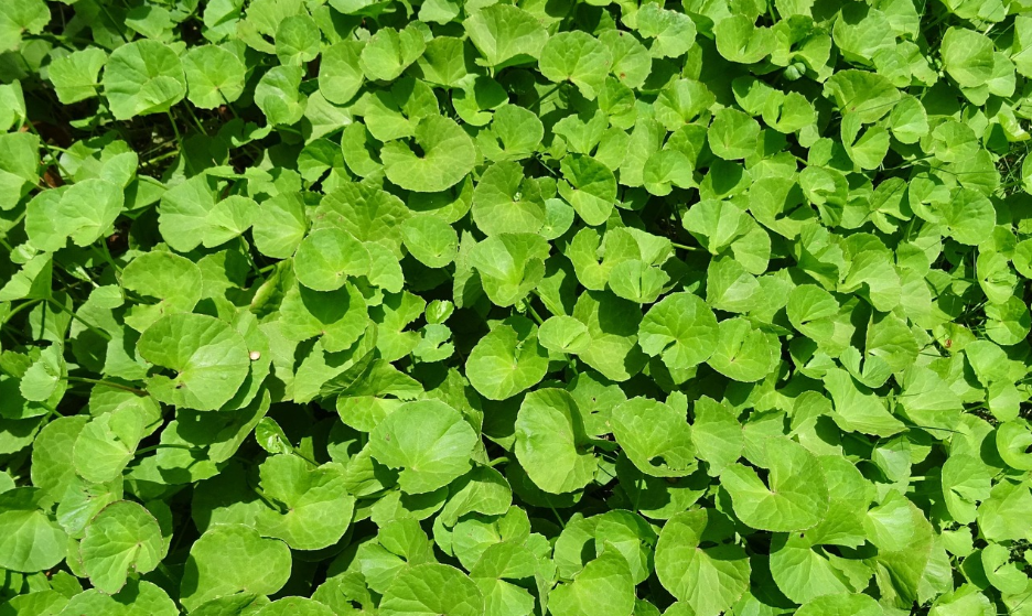 병풀오메가3란 무엇인가? 효능과 부작용에 대하여