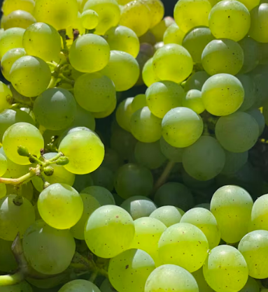 포도 효능 부작용