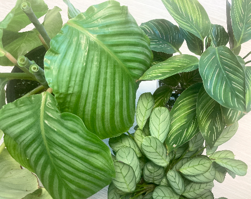 칼라데아_아마그리스_오르비폴리아_뷰티스타