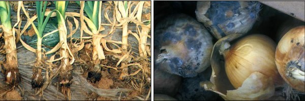 양파-병충해-흑색썩음균핵병-잿빛곰팡이병-증상-방제법