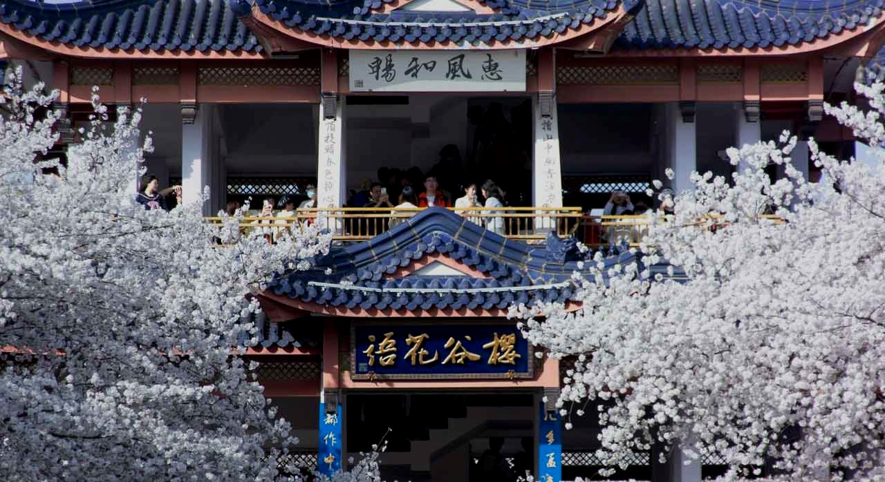 중국 우시 위안토우주의 벚꽃이 만개한 풍경. [ⓒPexels &lsquo;极星 贝&lsquo;]