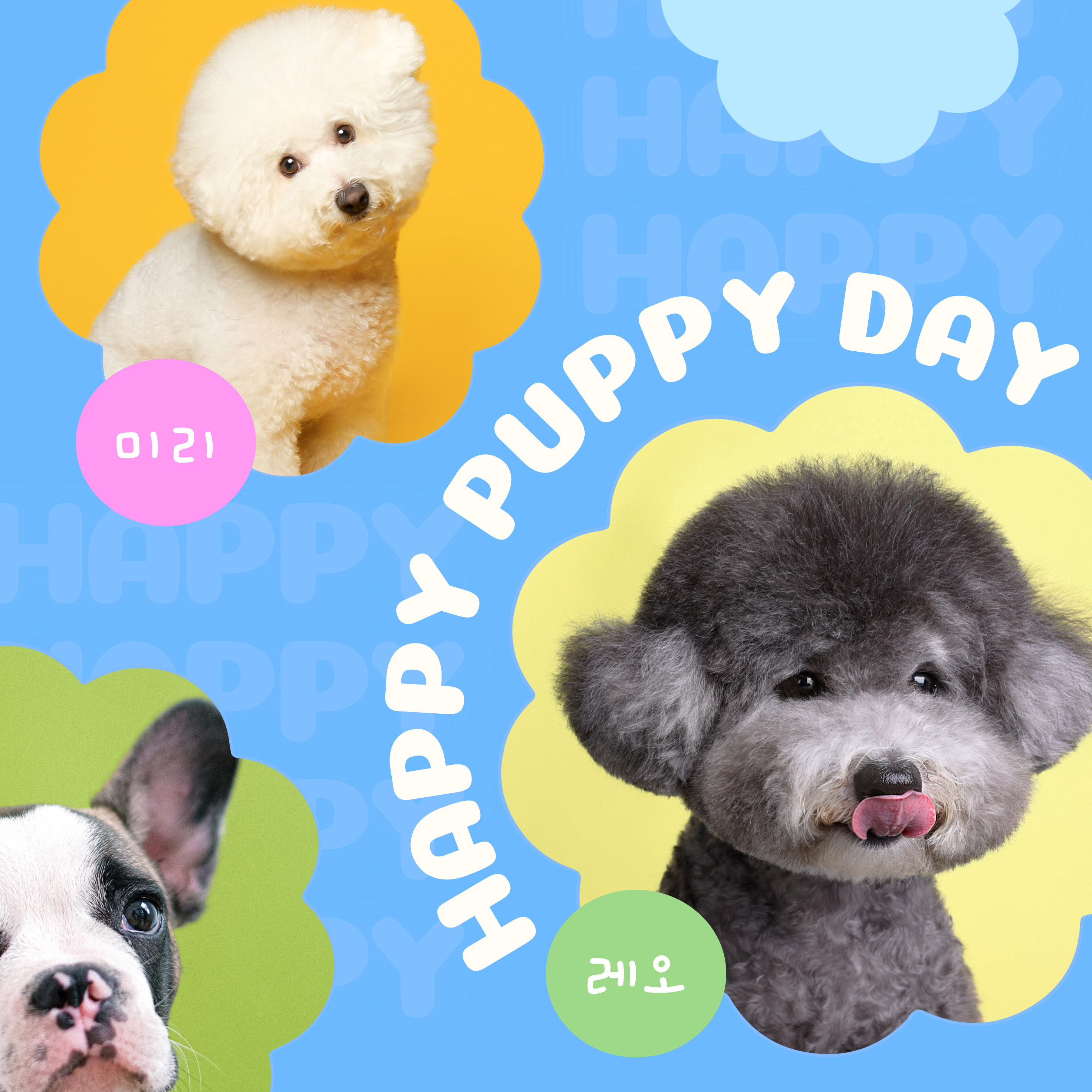 강아지 고양이 강형욱 복귀