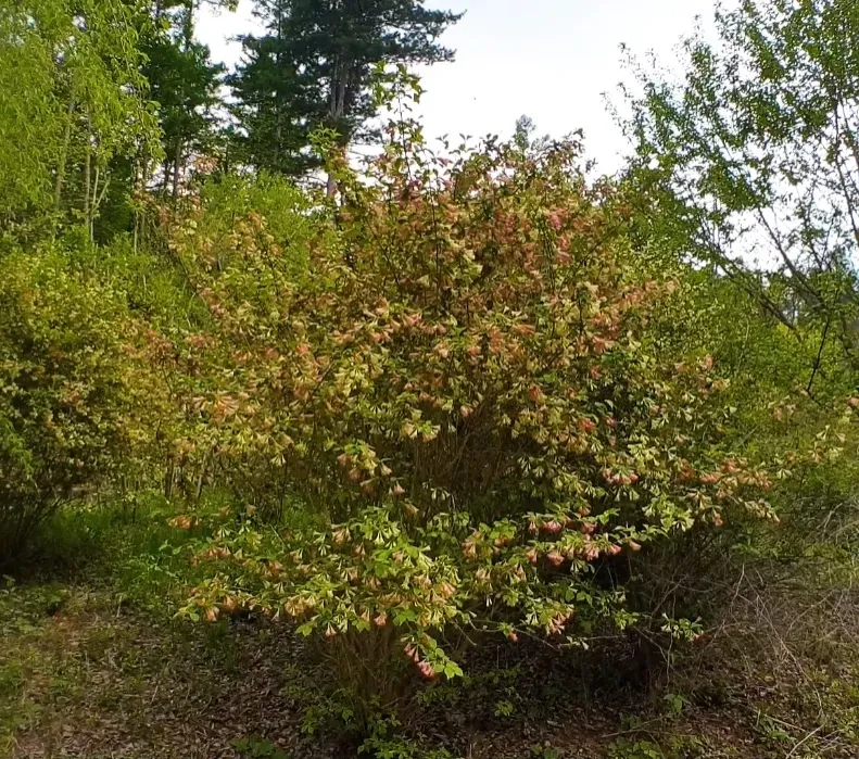 병꽃 무늬병꽃 삼색병꽃 붉은병꽃 아름다운 꽃 종류_1