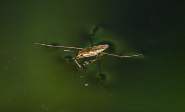 표면장력이 만들어내는 일상의 기적