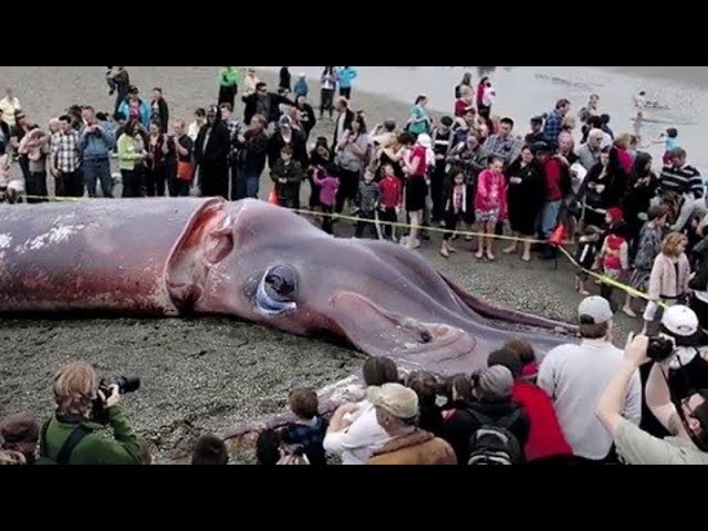 대왕오징어 실제 크기