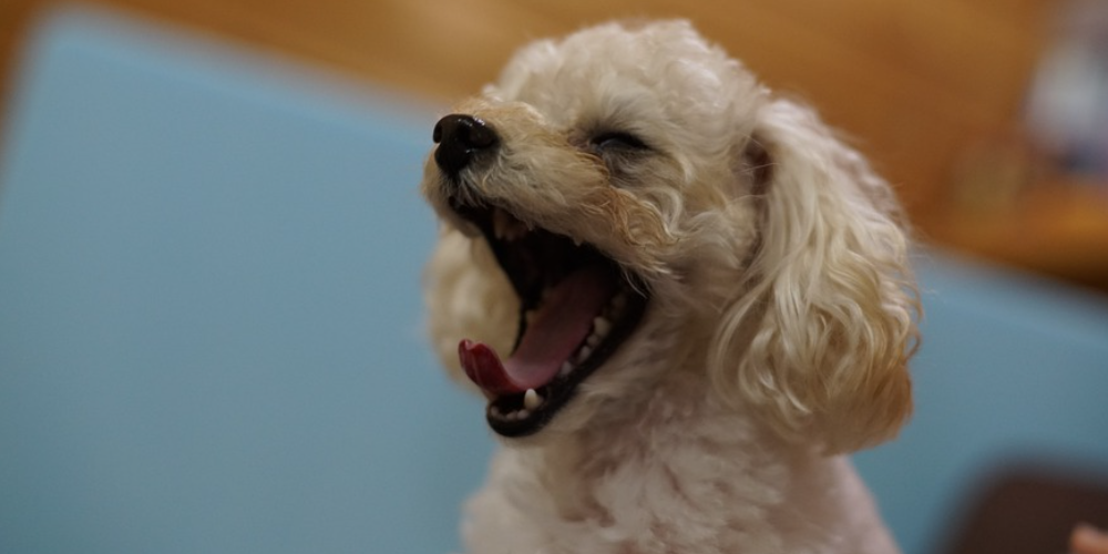 토이푸들 잘 키우는 방법 24