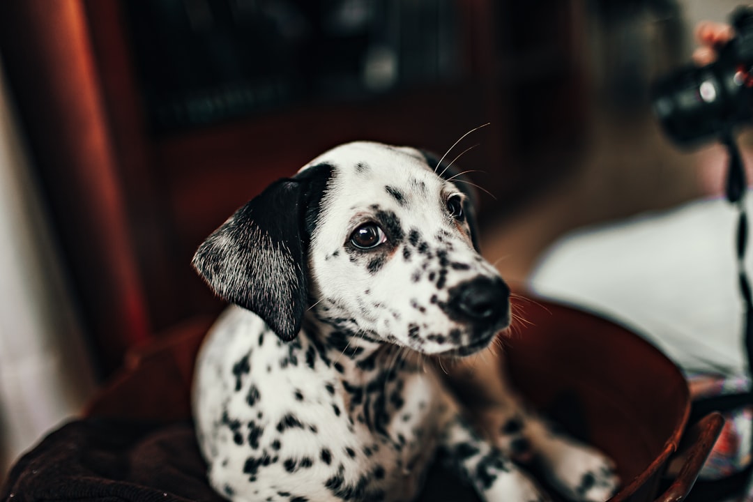 Pet insurance